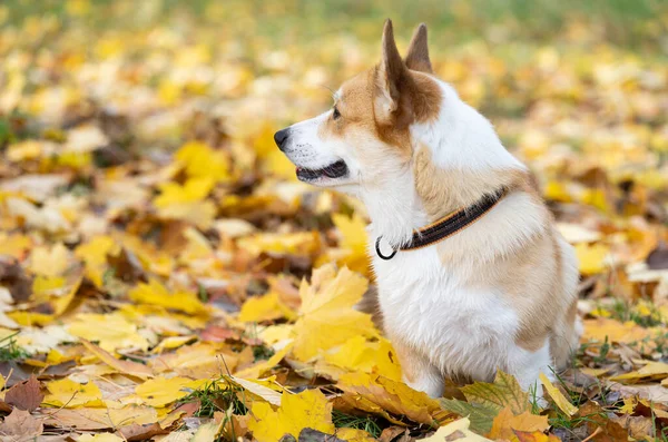 Stock image corgi welsh pembroke on a walk in autumn