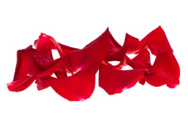 Beyaz arkaplanda kırmızı gül yaprakları izole