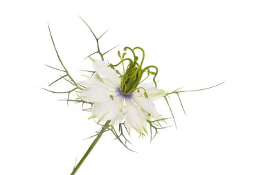 Nigella çiçeği beyaz arkaplanda izole edilmiş
