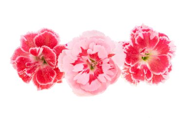 Küçük karanfil beyaz arkaplanda izole edilmiş