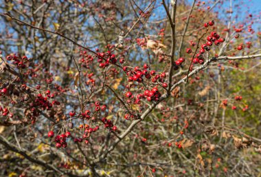 Sonbaharda, güneşli bir günde, dikenli dutlar.