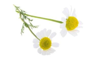 Tıbbi papatya çayı beyaz arkaplanda izole edilmiş.