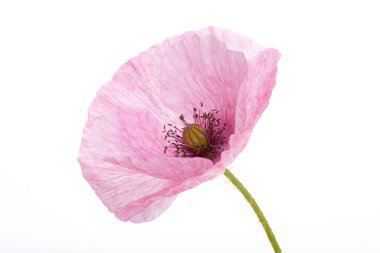 Beyaz arkaplanda izole edilmiş gelincikler