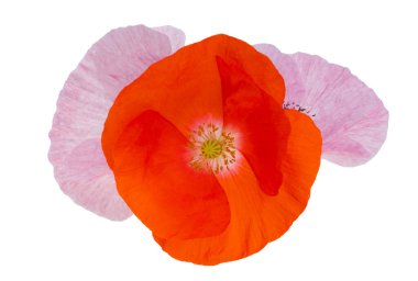 Beyaz arkaplanda izole edilmiş gelincikler