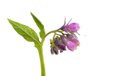 common comfrey isolated on white background clipart