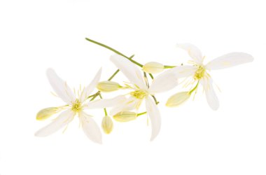 Hanımeli beyazı beyaz arkaplanda izole edildi