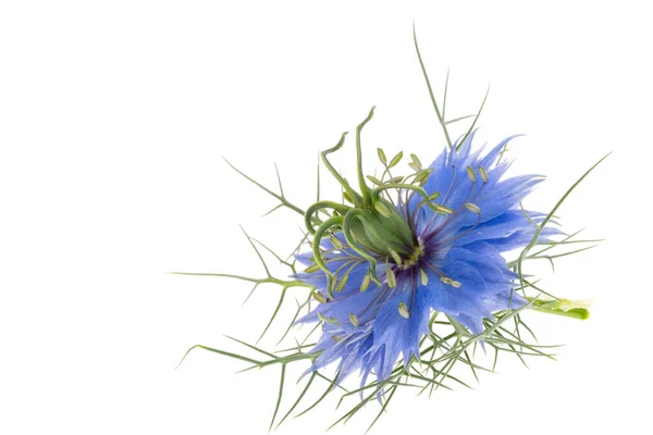 Nigella Fiore Isolato Sfondo Bianco — Foto Stock