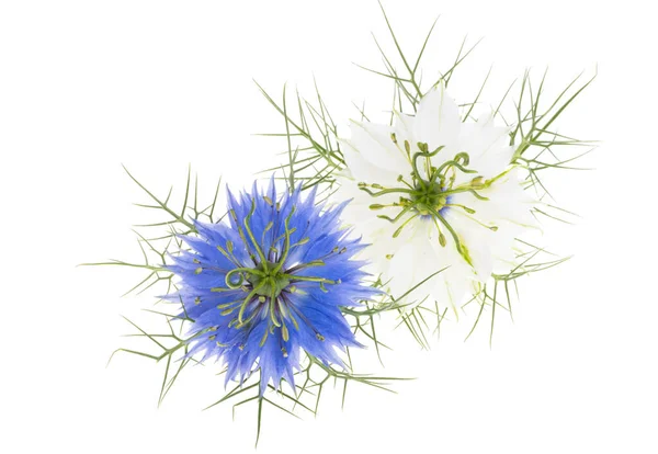Nigella Blume Isoliert Auf Weißem Hintergrund — Stockfoto