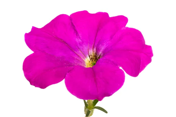 Kwiat Petunii Liliowej Izolowany Białym Tle — Zdjęcie stockowe