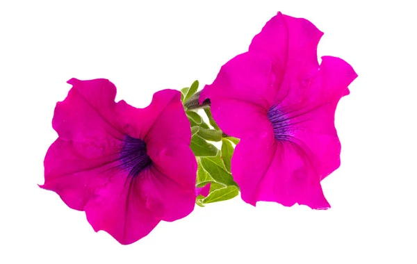 紫丁香花瓣在白色背景上被隔离 — 图库照片