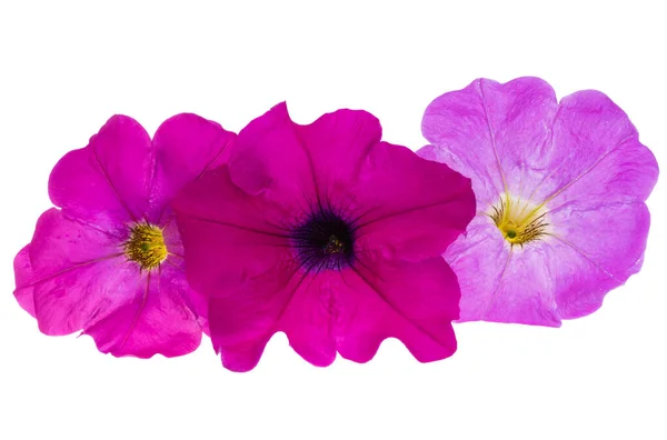 Šeříková Petunie Květiny Izolované Bílém Pozadí — Stock fotografie