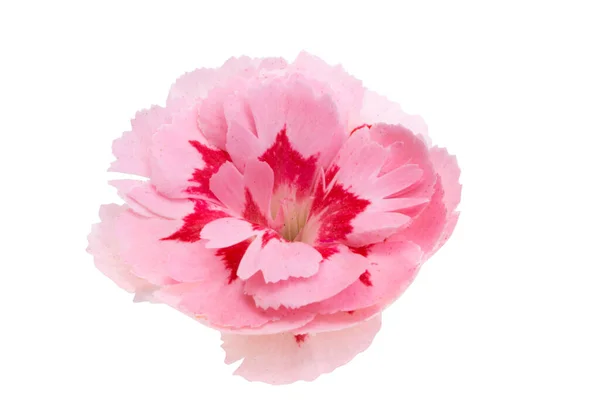 Small Carnation Isolated White Background — Stock Photo, Image