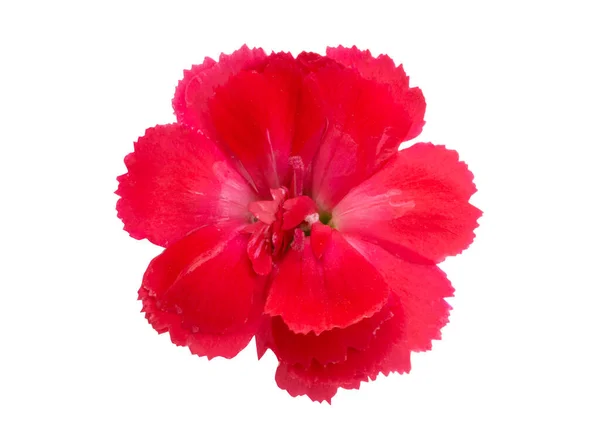 Small Carnation Isolated White Background — Stock Photo, Image