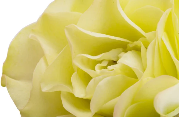 Светло Зеленая Роза Изолированы Белом Фоне — стоковое фото