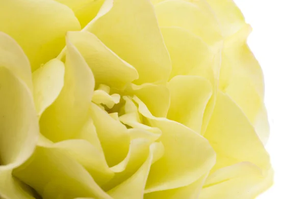 Светло Зеленая Роза Изолированы Белом Фоне — стоковое фото
