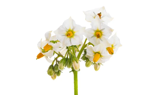 じゃがいもの花は白い背景で隔離 — ストック写真