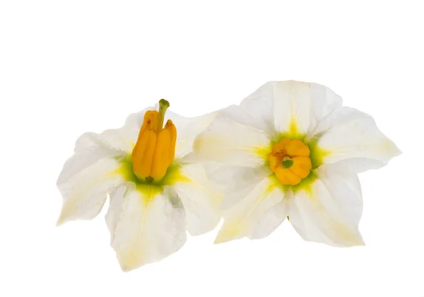 Beyaz Arka Plan Üzerinde Izole Patates Çiçekleri — Stok fotoğraf