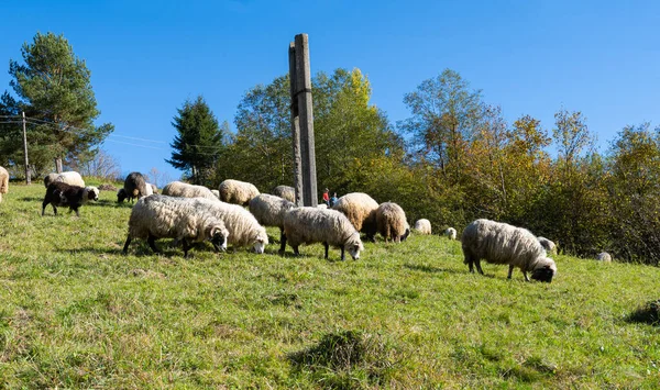 阳光明媚的日子 羊群在牧场里吃草 — 图库照片