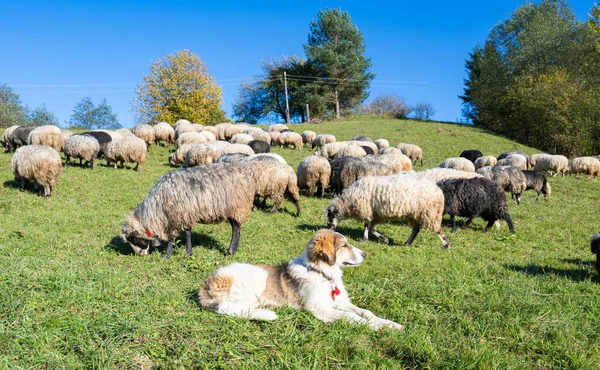 晴れた日には牧草地で羊が放牧され — ストック写真
