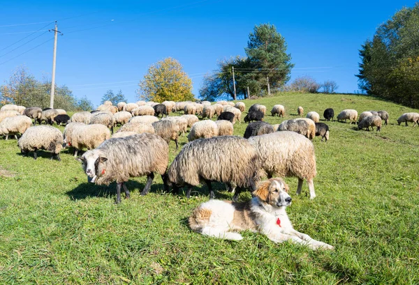 阳光明媚的日子 羊群在牧场里吃草 — 图库照片