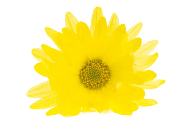 Žlutá Chryzantéma Izolované Bílém Pozadí — Stock fotografie