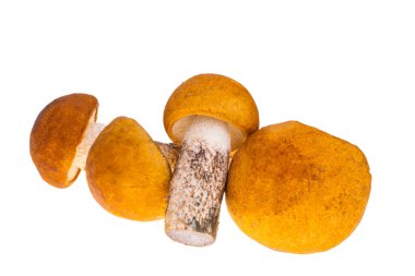 Beyaz arkaplanda Boletus izole edildi