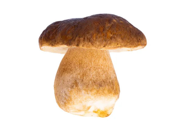 Porcini Mushroom Isolated White Background — Stock Photo, Image