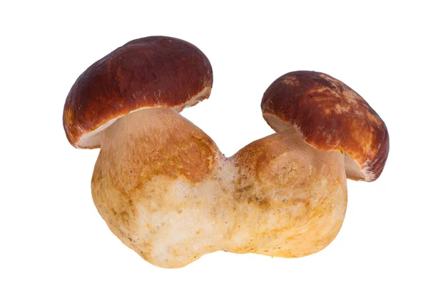 在白色背景上孤立的牛肝菌蘑菇 — 图库照片