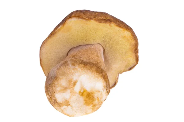 Cogumelo Porcini Isolado Sobre Fundo Branco — Fotografia de Stock