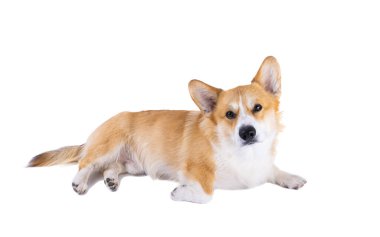 Beyaz arka plan üzerinde izole Galce corgi pembroke