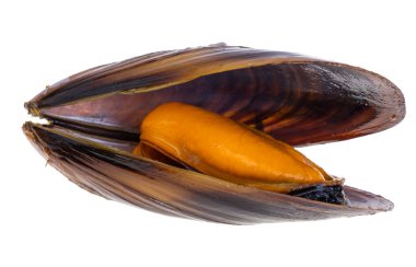 Kabuklu midyeler beyaz arkaplanda izole edilmiş