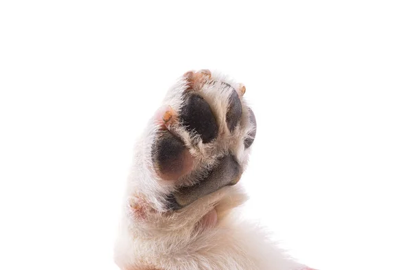 Hundepfote Isoliert Auf Weißem Hintergrund — Stockfoto