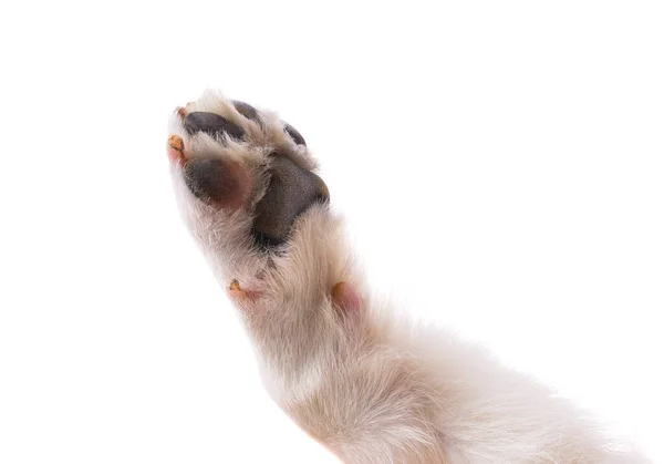 Лапа Собаки Изолированы Белом Фоне — стоковое фото