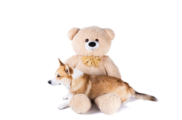 валлийский пемброк корги с медведем на белом фоне