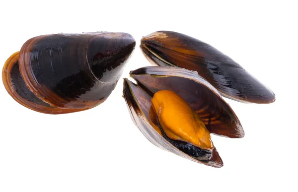Mussels Shell Isolated White Background — Stock Photo, Image