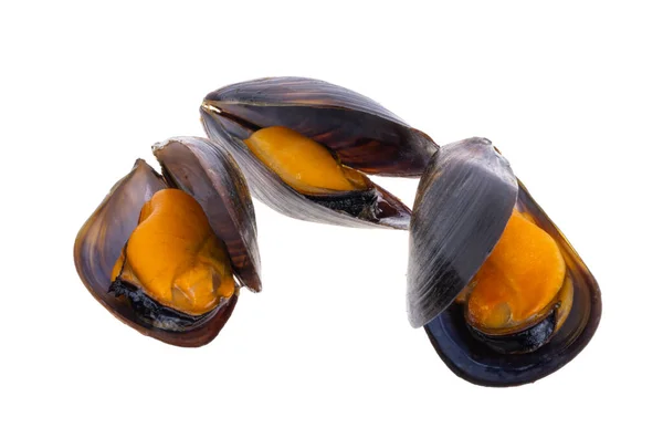 Mussels Shell Isolated White Background — Stock Photo, Image