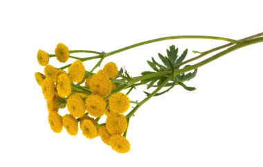 tansy isolated on white background clipart