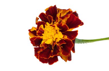 Marigold beyaz arkaplanda izole edildi