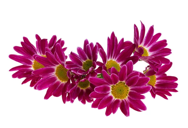 Chrysantheme Isoliert Auf Weißem Hintergrund — Stockfoto