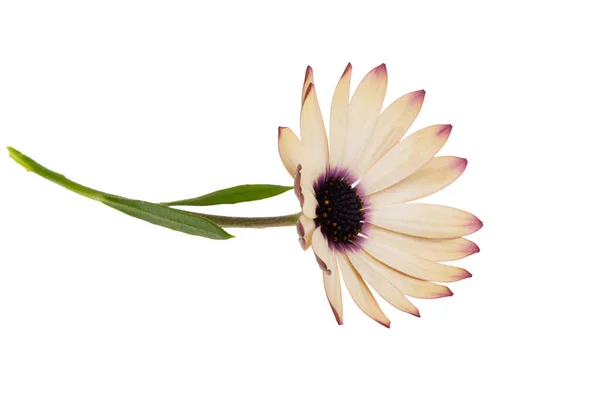 Beyaz Arkaplanda Yalıtılmış Osteospermum Çiçeği — Stok fotoğraf