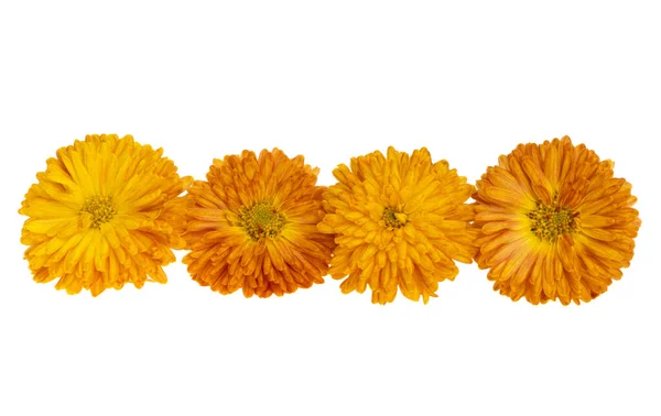 Chrysanthemum Orange Isolated White Background — Stock Photo, Image