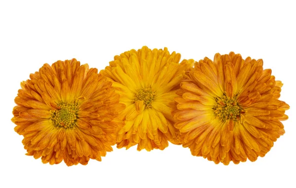 Chryzantéma Oranžová Izolované Bílém Pozadí — Stock fotografie