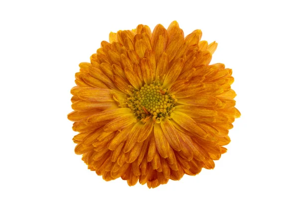 Chrysant Oranje Geïsoleerd Witte Achtergrond — Stockfoto