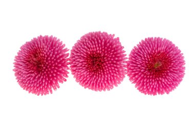 kırmızı papatya beyaz arkaplanda izole edildi