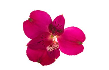 kırmızı alstroemeria beyaz arkaplanda izole edildi