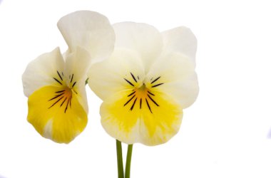 Beyaz arkaplanda izole edilmiş mor çiçek