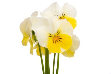 Beyaz arkaplanda izole edilmiş mor çiçek