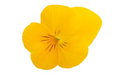 Beyaz arkaplanda izole edilmiş mor çiçek