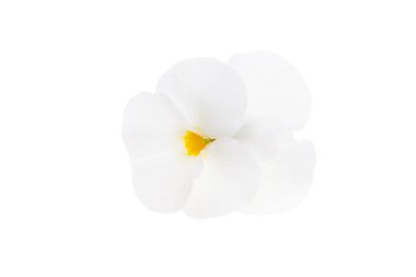 Beyaz arkaplanda izole edilmiş mor çiçek