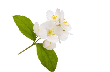 yasemin çiçeği beyaz arkaplanda izole edilmiş